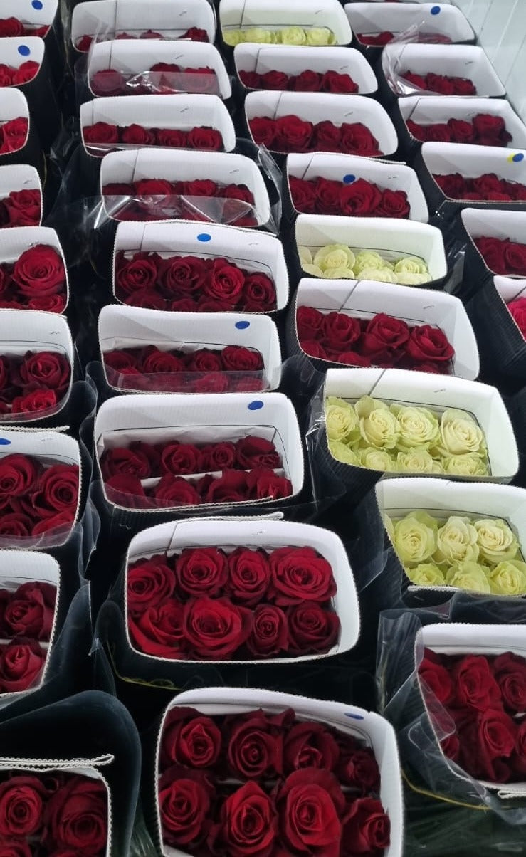 Caja de Rosas 8 Ramos de 12 Tallos 70 cm